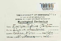 Epichloe typhina image