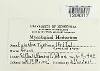 Epichloe typhina image