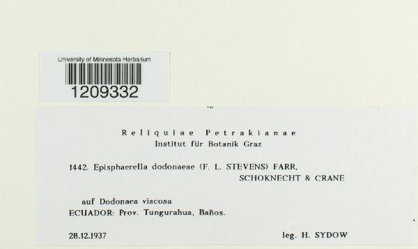 Episphaerella dodonaeae image