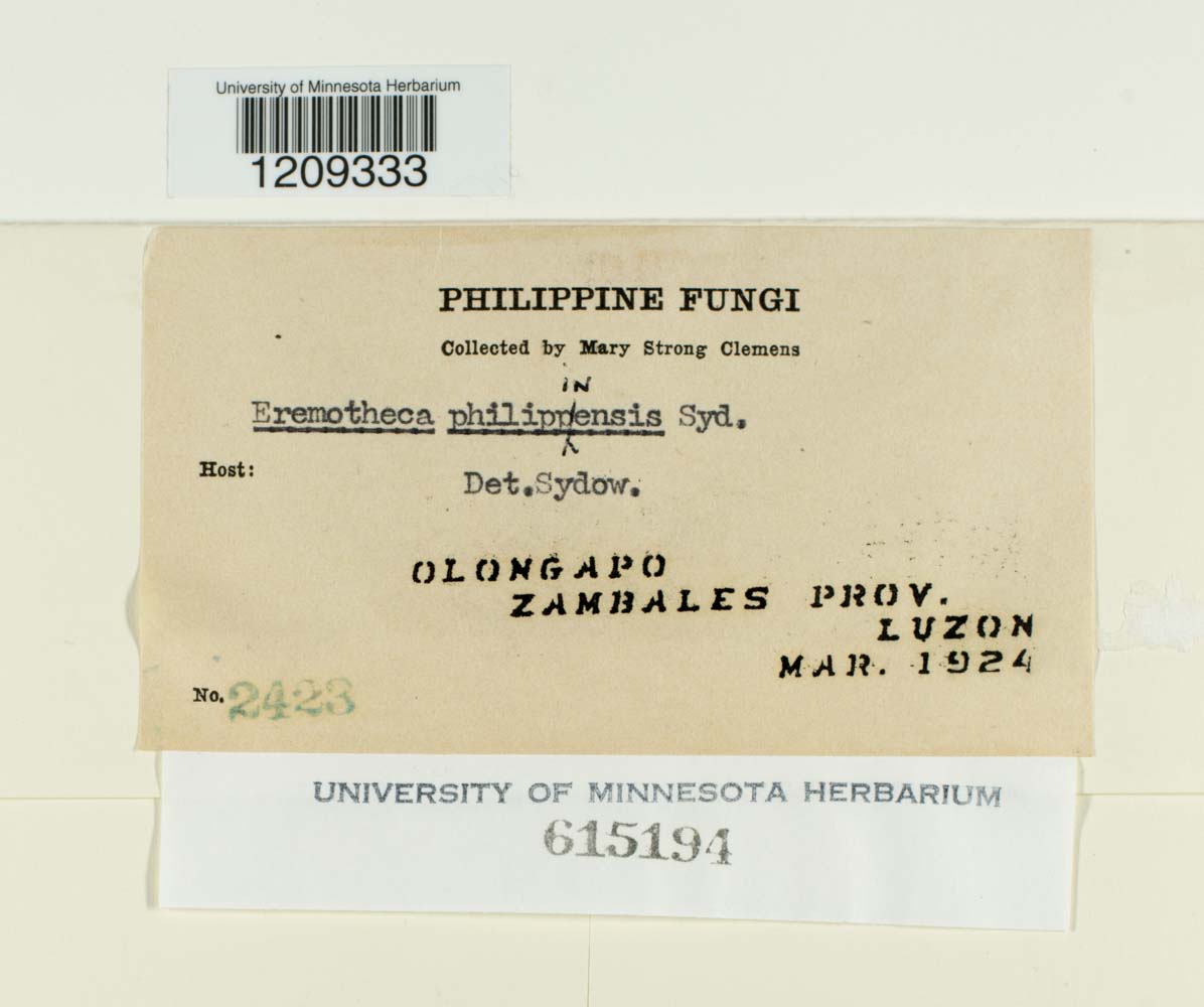 Eremotheca philippinensis image