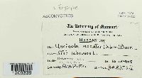 Erysiphe necator image