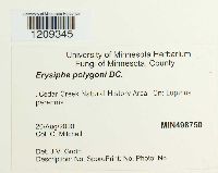 Erysiphe polygoni image