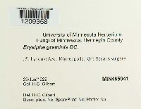 Blumeria graminis image