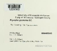 Blumeria graminis image