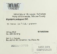 Erysiphe polygoni image