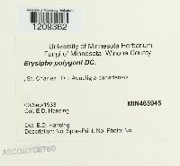 Erysiphe polygoni image