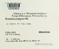 Erysiphe polygoni image