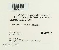 Erysiphe polygoni image