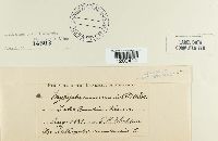 Erysiphe cruciferarum image