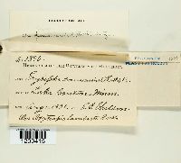 thumbnail image of current specimen