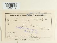 Erysiphe cruciferarum image