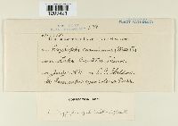 Erysiphe cruciferarum image