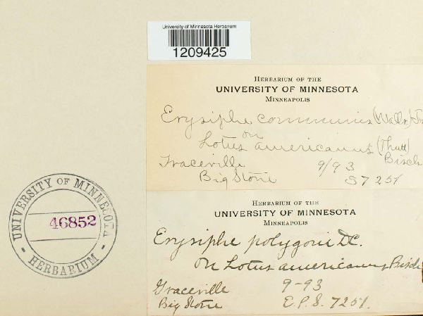 Erysiphe cruciferarum image