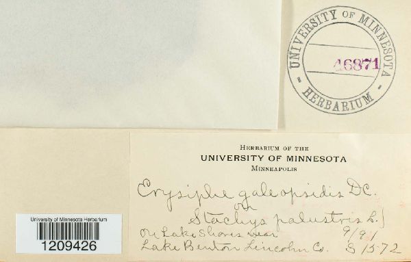 Erysiphe galeopsidis image