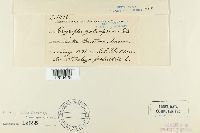 Erysiphe galeopsidis image