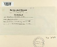 Blumeria graminis image