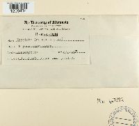 Blumeria graminis image