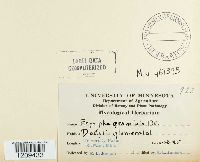 Blumeria graminis image