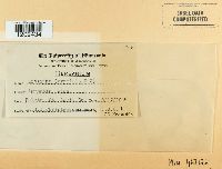 Blumeria graminis image