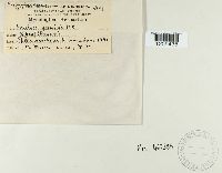 thumbnail image of current specimen