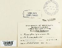 Blumeria graminis image