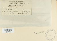 Blumeria graminis image