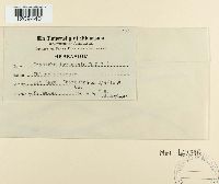 Blumeria graminis image