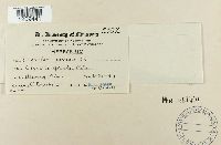 Thumbnail image of current specimen
