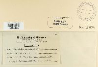 Blumeria graminis image