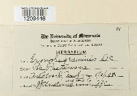 Blumeria graminis image