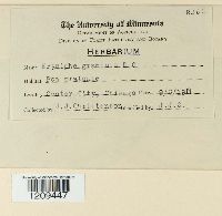 Thumbnail image of current specimen