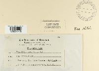 Blumeria graminis image