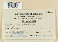 Blumeria graminis image