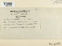 Blumeria graminis image