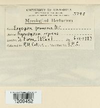 Blumeria graminis image