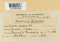 Blumeria graminis image