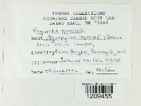 Blumeria graminis image