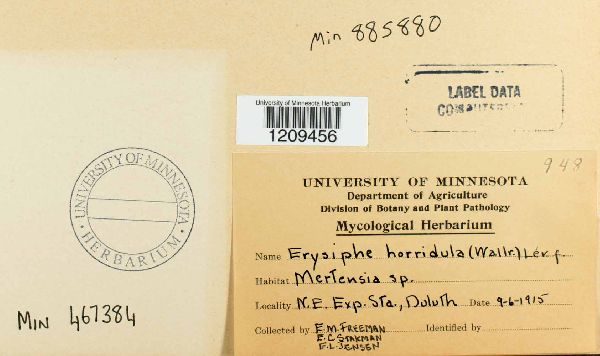 Golovinomyces cynoglossi image