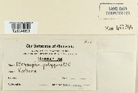 Erysiphe polygoni image