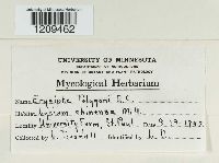 Erysiphe polygoni image