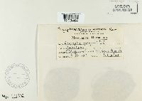 Erysiphe polygoni image