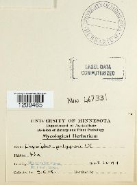 Erysiphe polygoni image