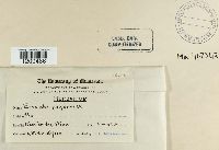 Erysiphe polygoni image