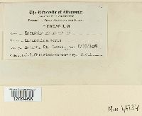 Erysiphe polygoni image