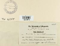 Erysiphe polygoni image