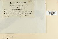 Erysiphe polygoni image