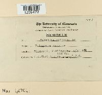 Erysiphe polygoni image