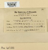 Erysiphe polygoni image