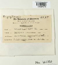 Erysiphe polygoni image