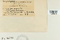 Erysiphe polygoni image